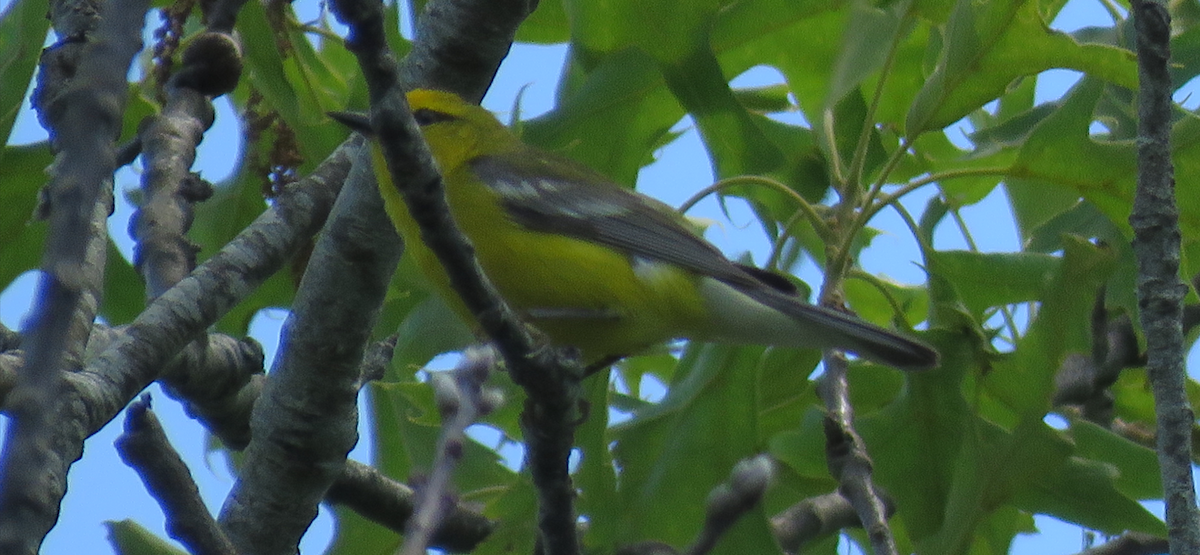 Blue-winged Warbler - ML620300456