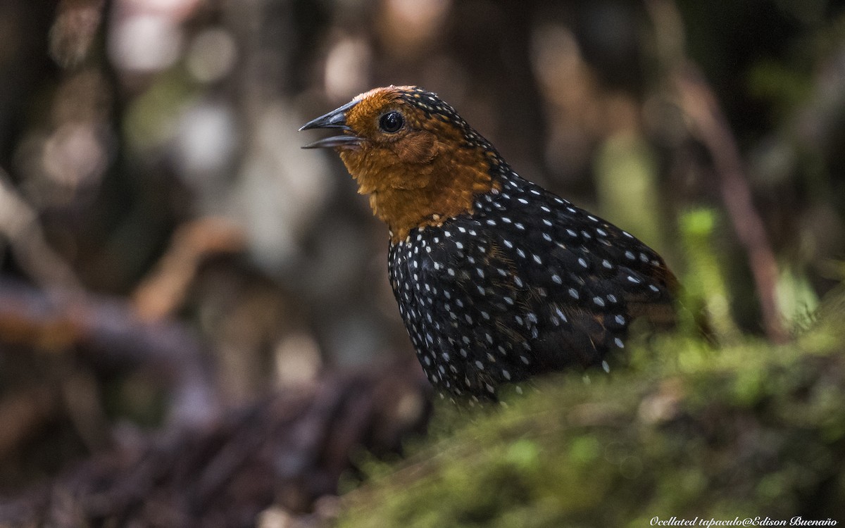 Tapaculo Ocelado - ML620300461