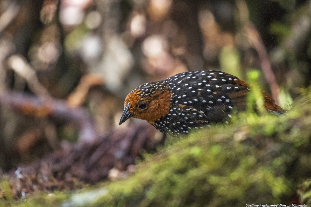 Tapaculo Ocelado - ML620300463