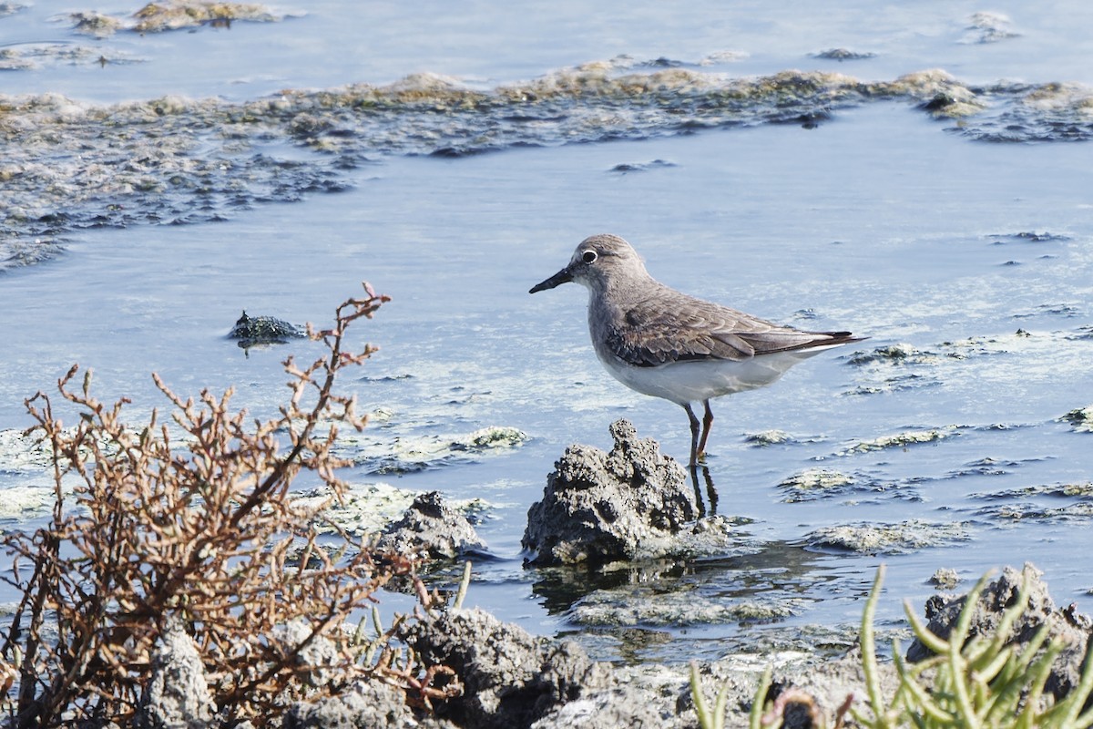 Temminck's Stint - ML620300465