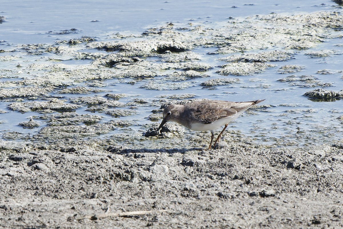 Temminck's Stint - ML620300466