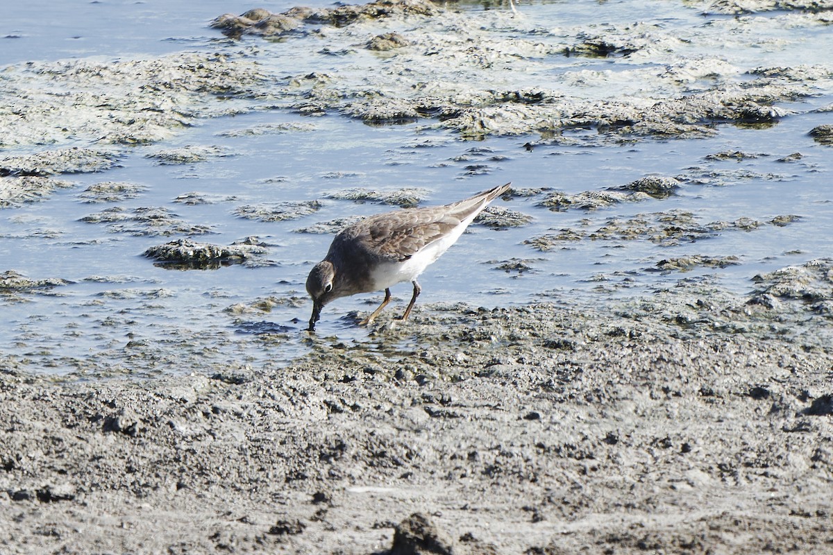 Temminck's Stint - ML620300468