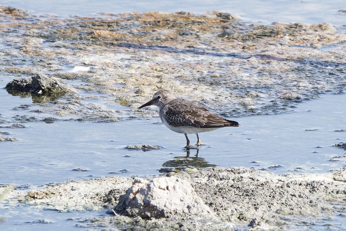 Temminck's Stint - leon berthou