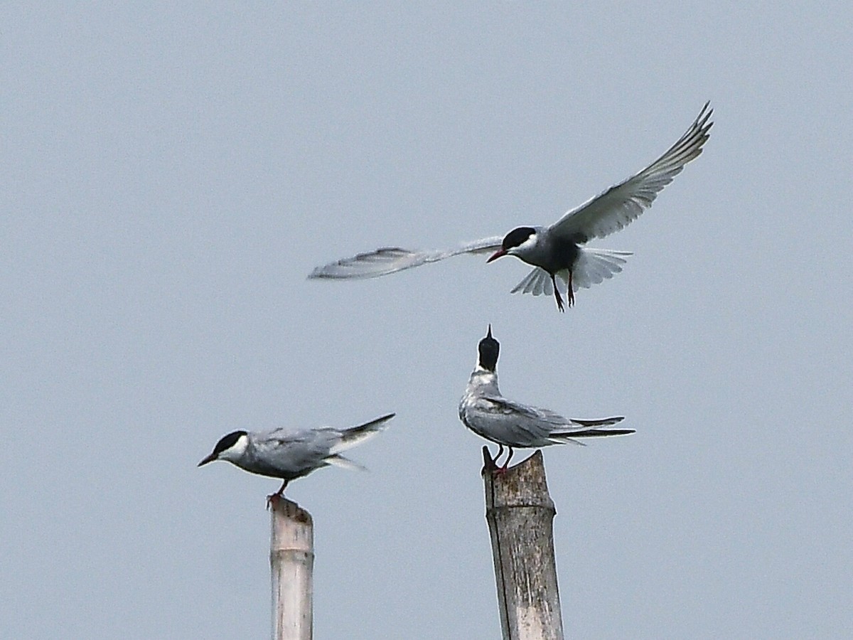 Whiskered Tern - ML620300478