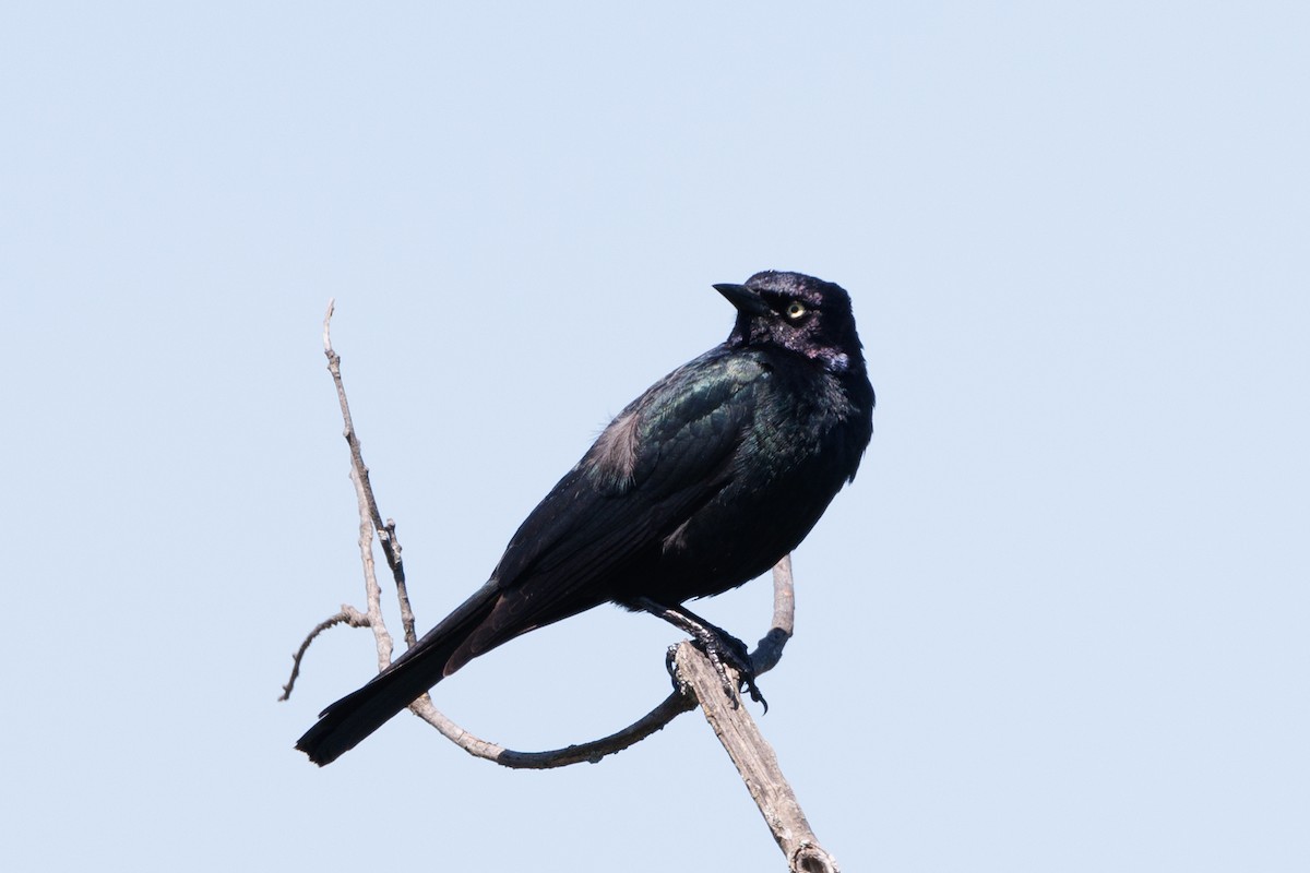 Brewer's Blackbird - ML620300482