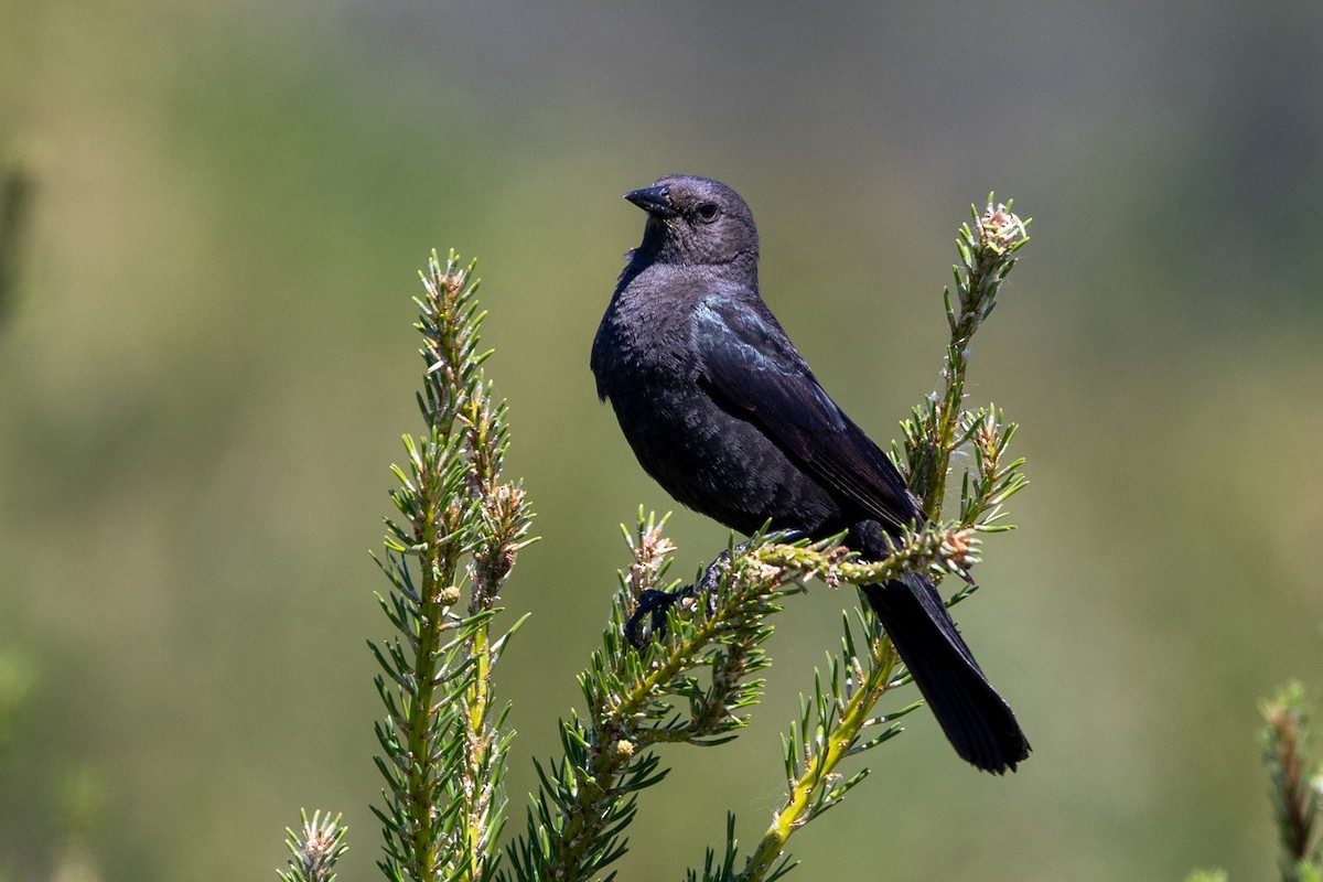 Brewer's Blackbird - ML620300483