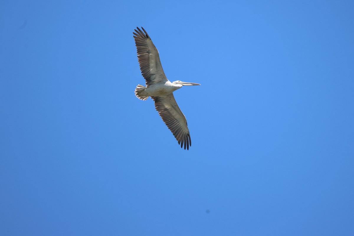 Pink-backed Pelican - ML620300493