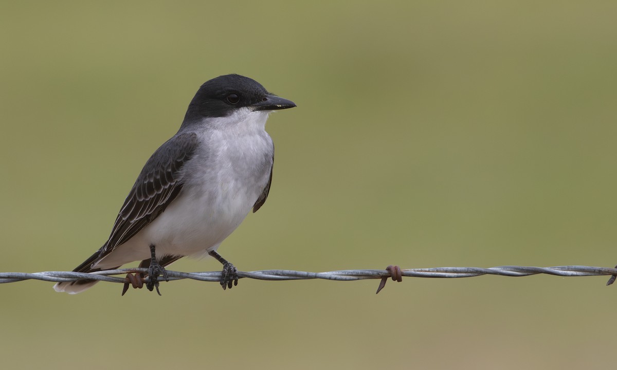 Eastern Kingbird - ML620300497