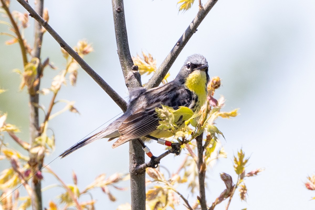 Kirtland's Warbler - ML620300498