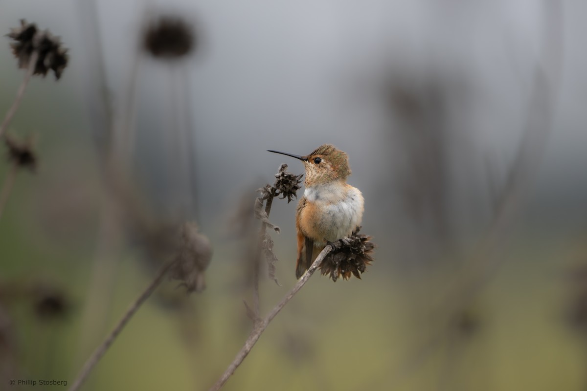 Colibrí de Allen - ML620300502