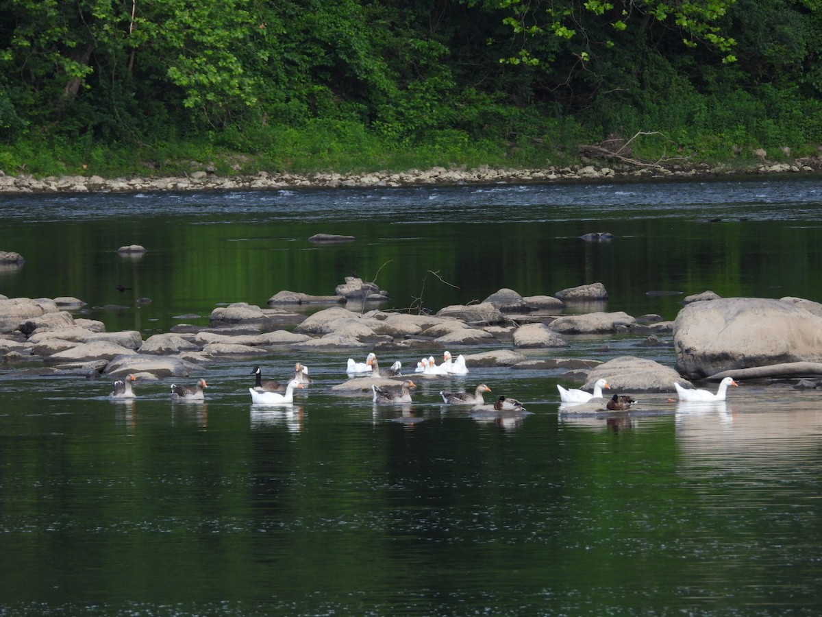 Graylag Goose (Domestic type) - ML620300504