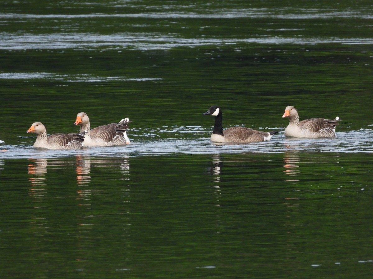 Graylag Goose (Domestic type) - ML620300506