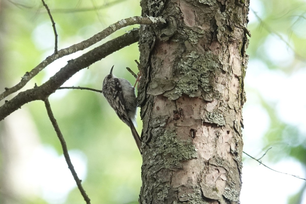 Brown Creeper - ML620300509