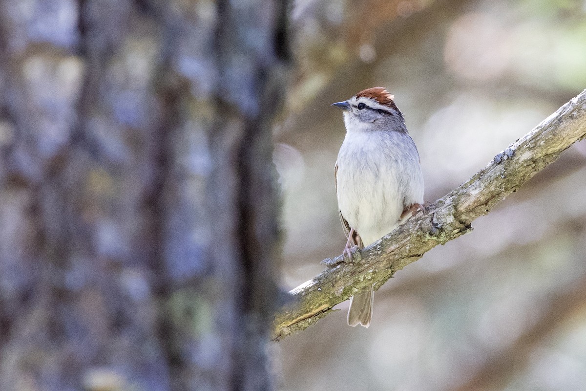 Chipping Sparrow - ML620300511