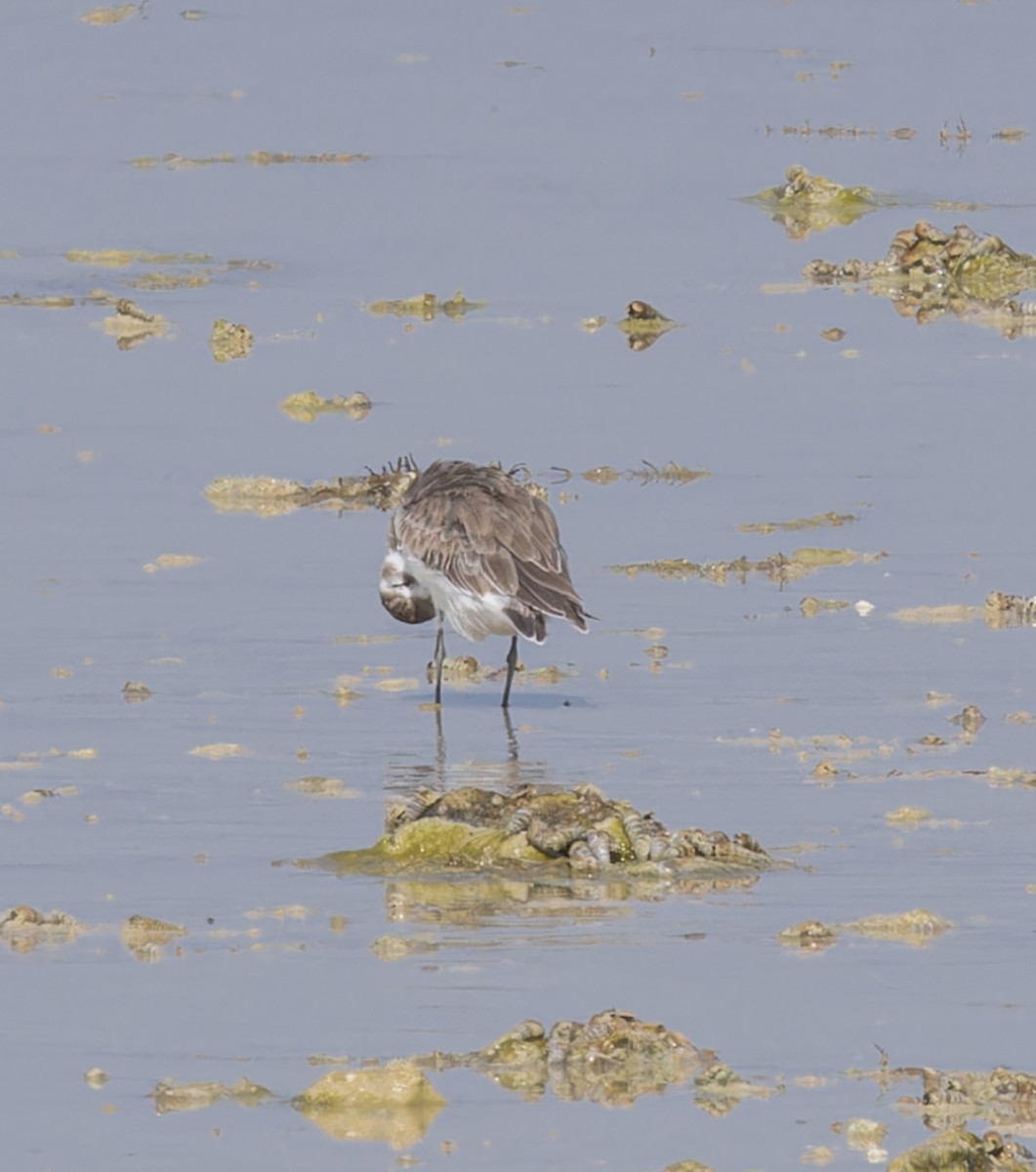 Tibetan Sand-Plover - ML620300513