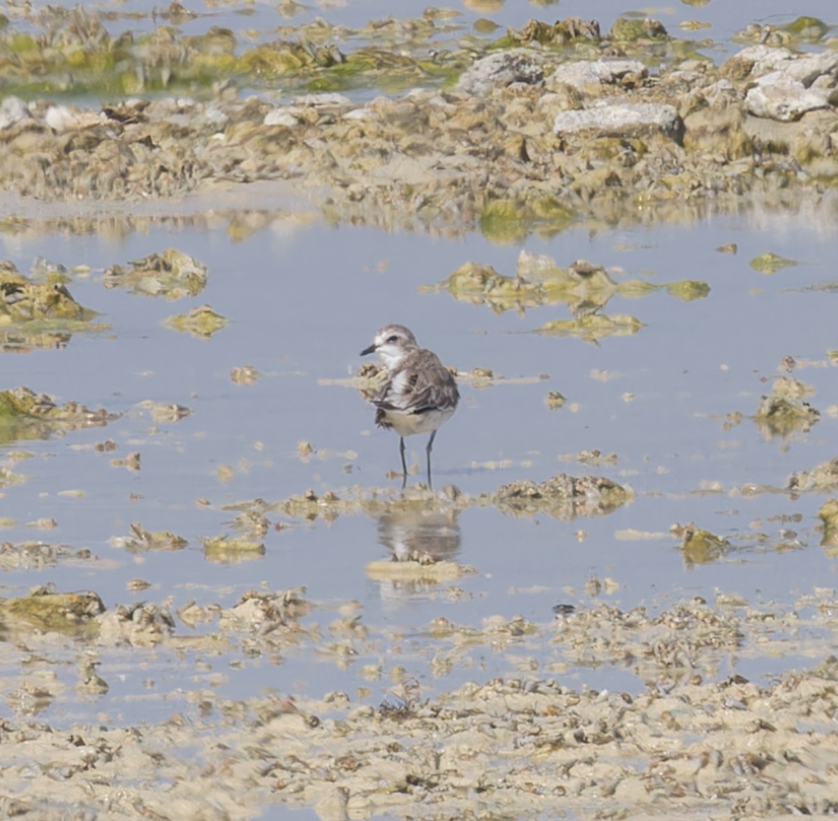 Tibetan Sand-Plover - ML620300515