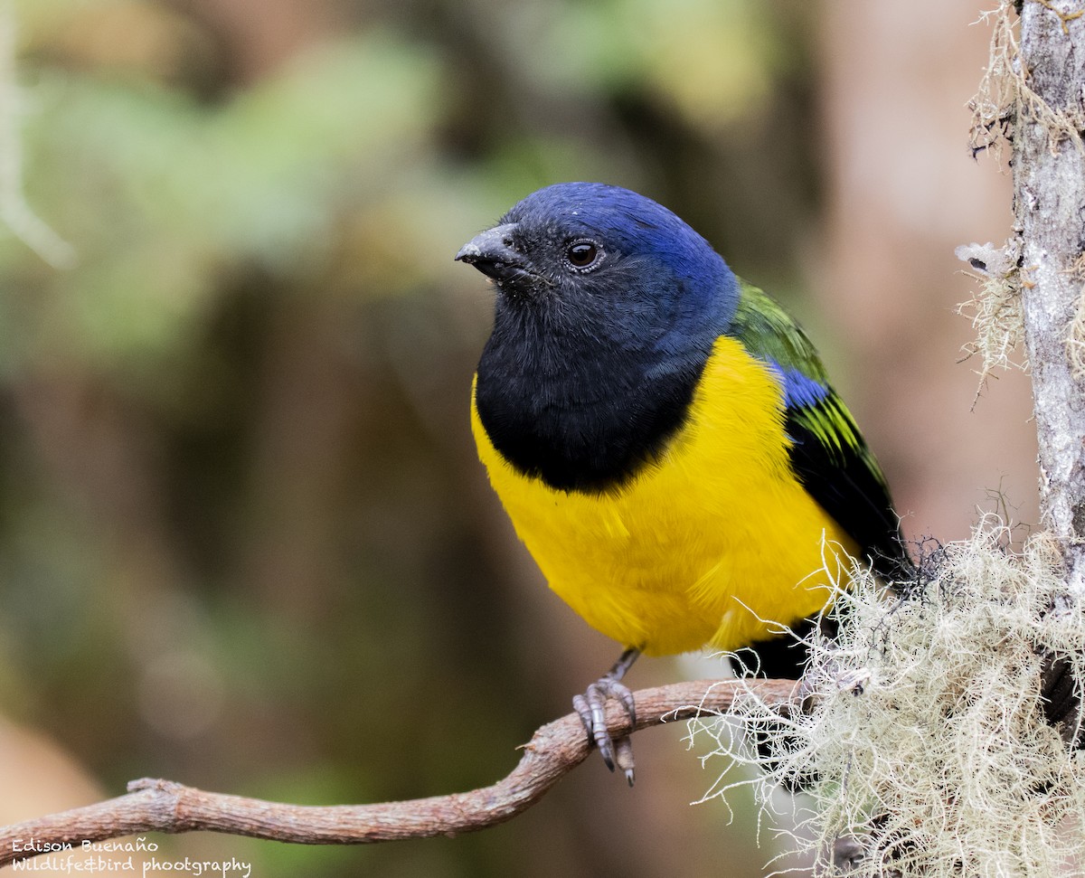 Black-chested Mountain Tanager - ML620300518