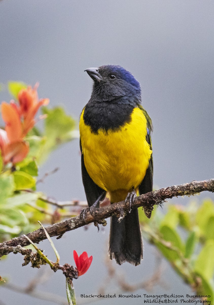 Black-chested Mountain Tanager - ML620300519