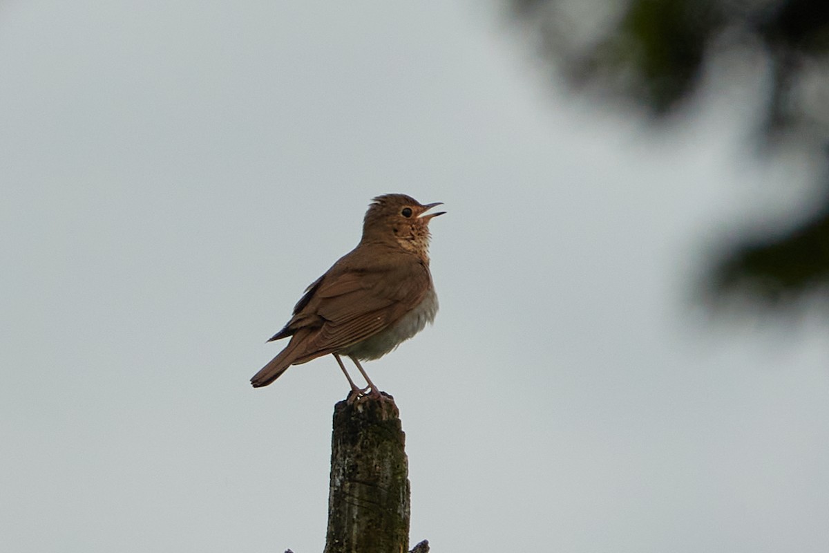 Swainson's Thrush - ML620300528