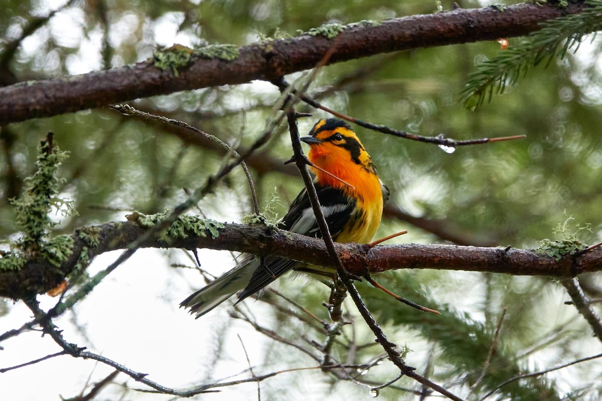 Blackburnian Warbler - ML620300530