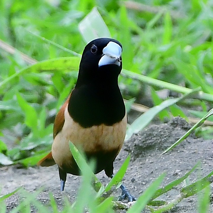 Tricolored Munia - ML620300535