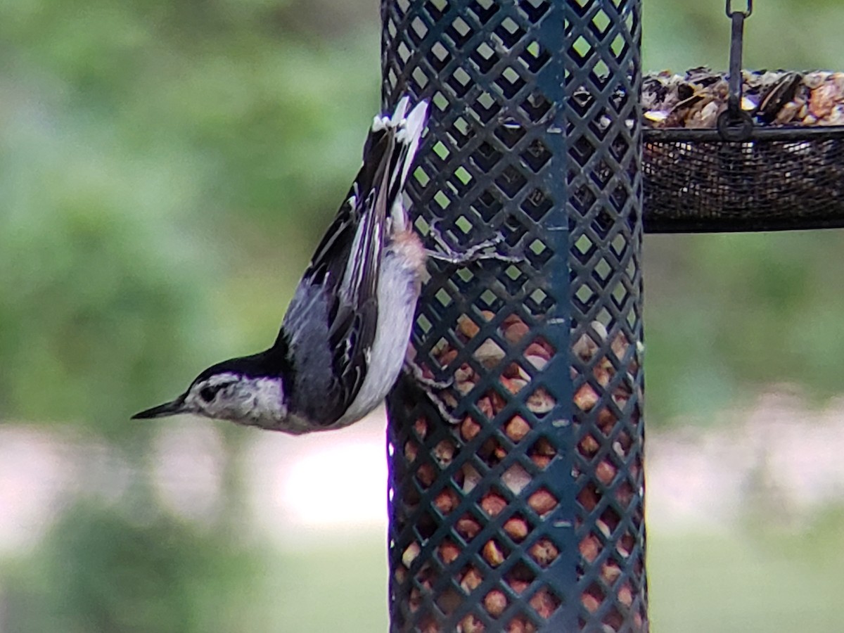 White-breasted Nuthatch - ML620300541