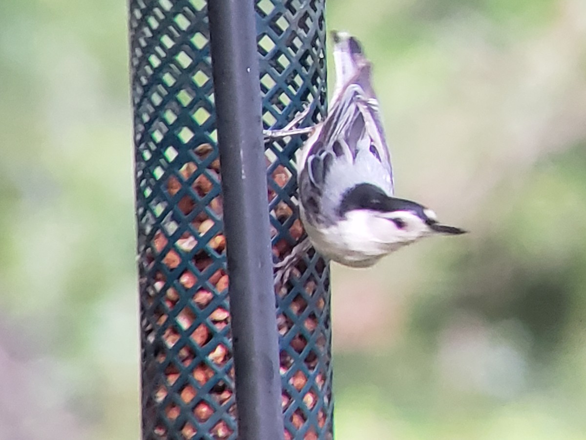 White-breasted Nuthatch - ML620300542