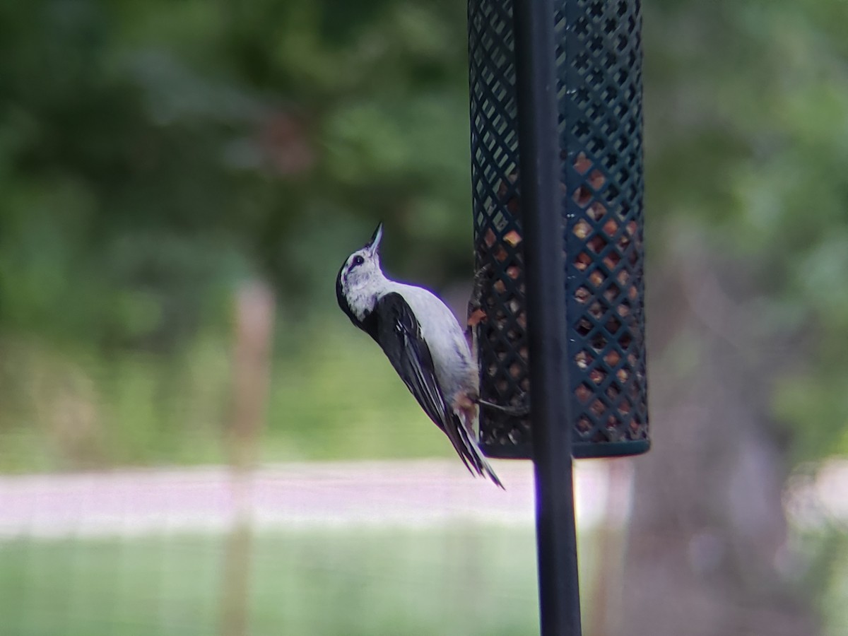 White-breasted Nuthatch - ML620300543