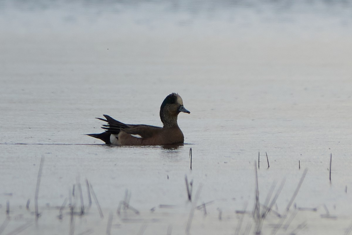 American Wigeon - ML620300560