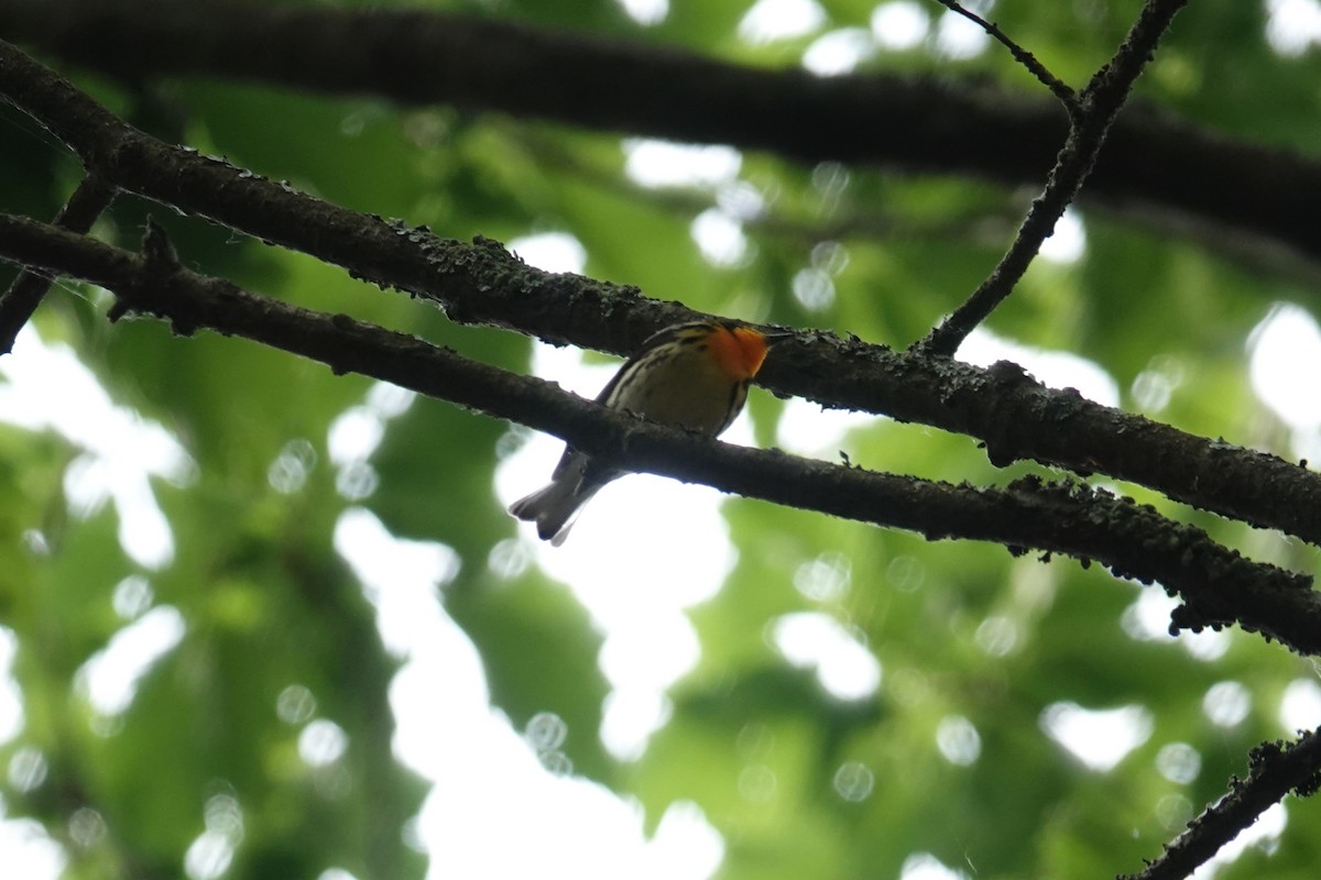 Blackburnian Warbler - ML620300562