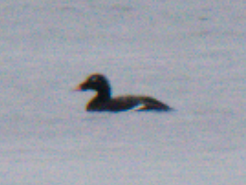 White-winged Scoter - ML620300565