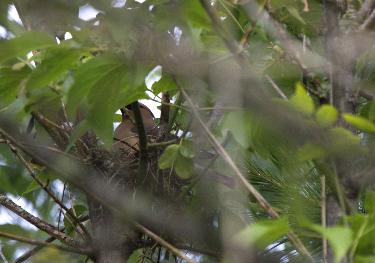 Cedar Waxwing - ML620300575