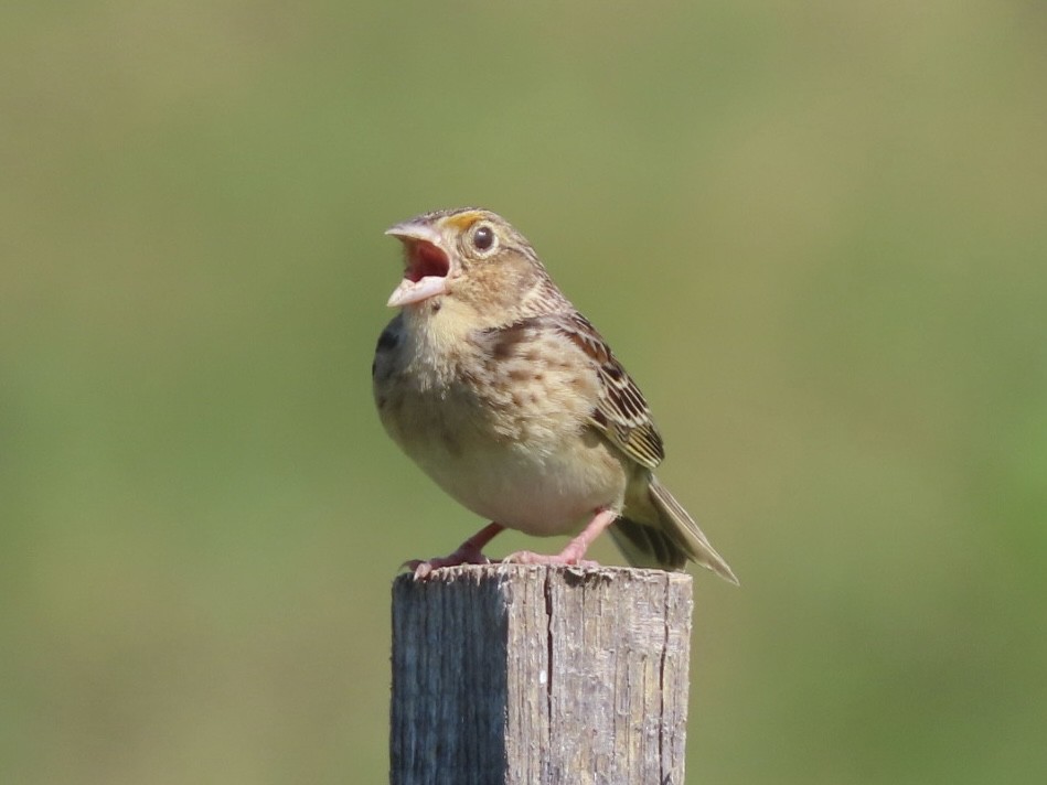 Grasshopper Sparrow - ML620300583