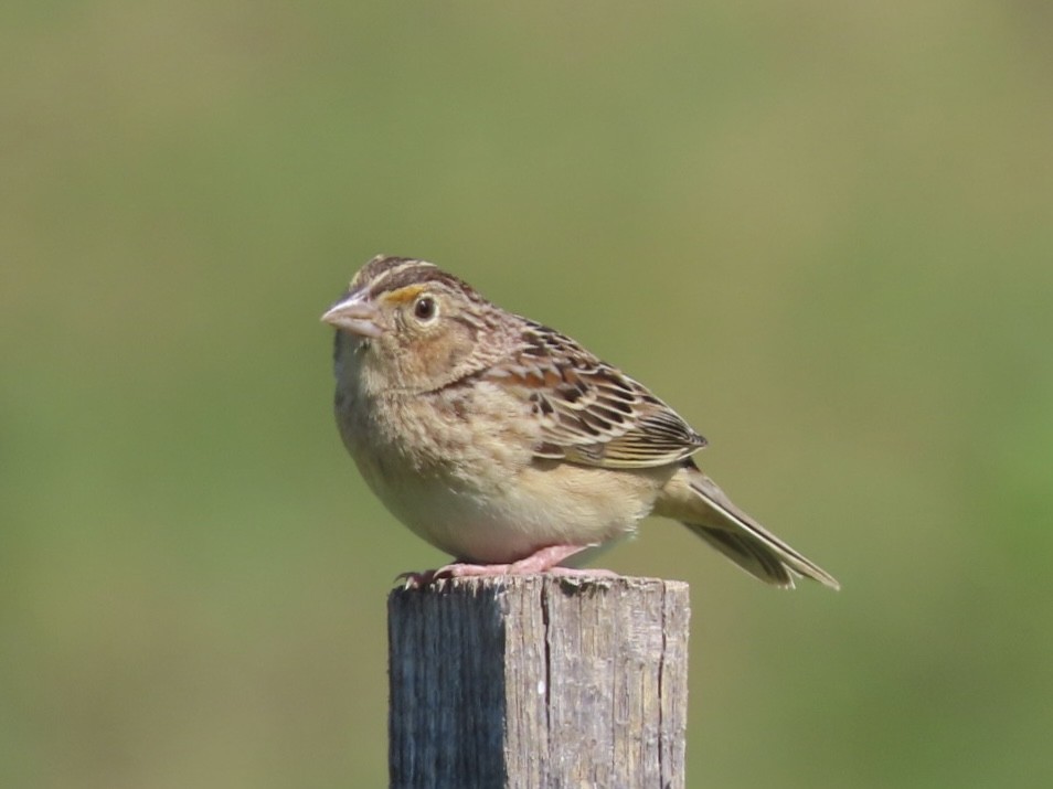 Grasshopper Sparrow - ML620300584