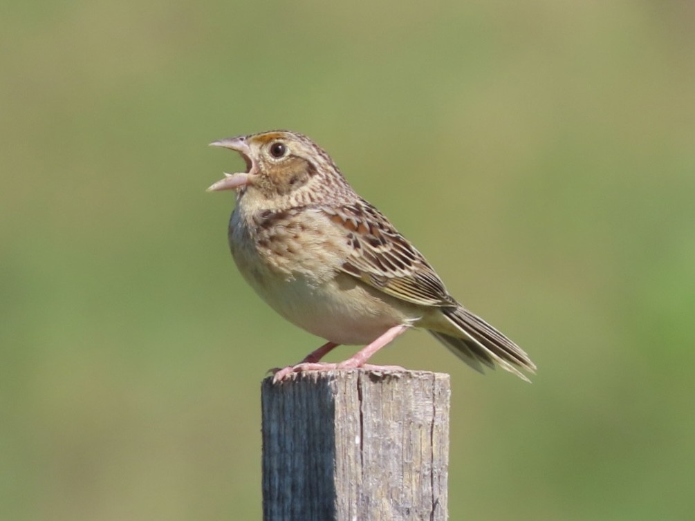 Grasshopper Sparrow - ML620300586