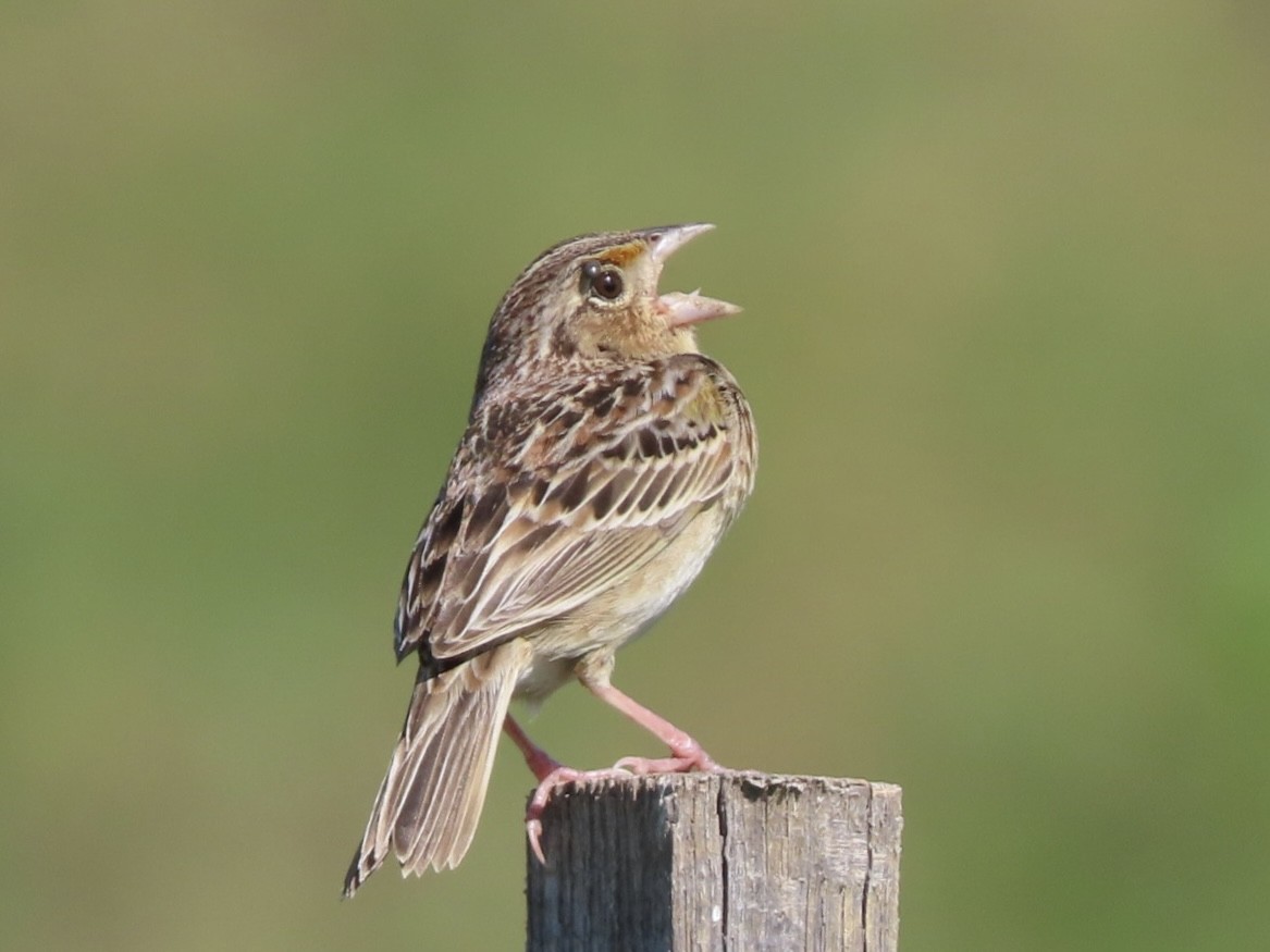 Grasshopper Sparrow - ML620300587