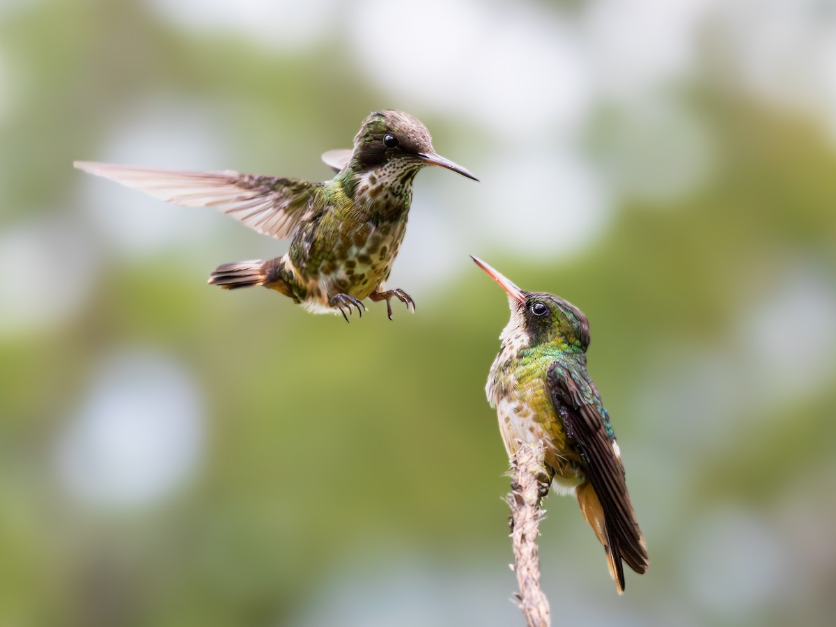 Black-crested Coquette - ML620300589