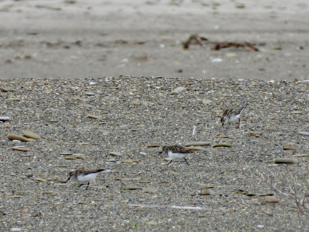 Semipalmated Sandpiper - ML620300599