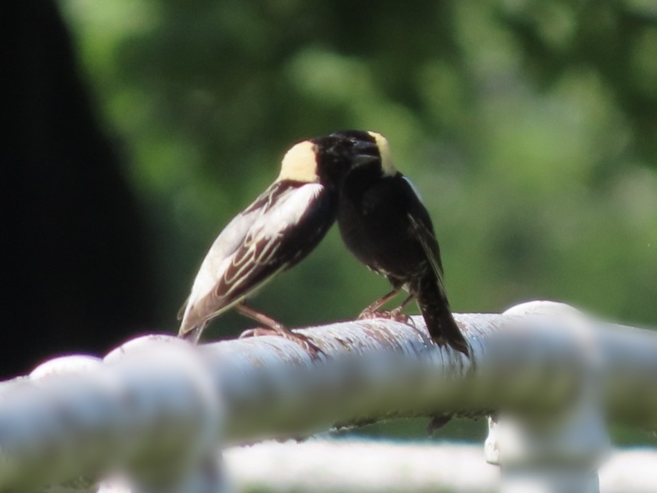 Bobolink - ML620300601