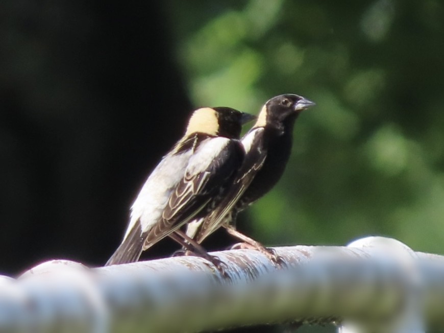 Bobolink - ML620300603