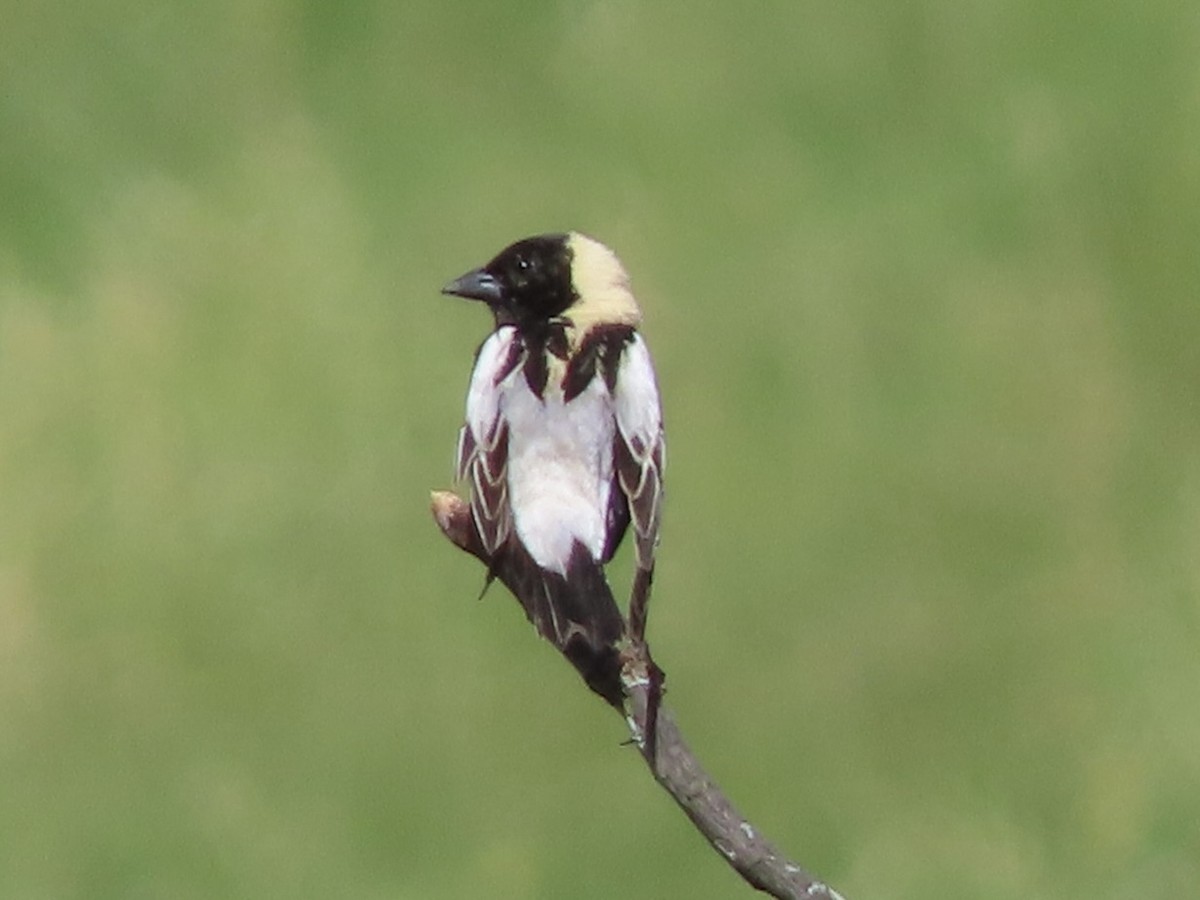 Bobolink - ML620300607