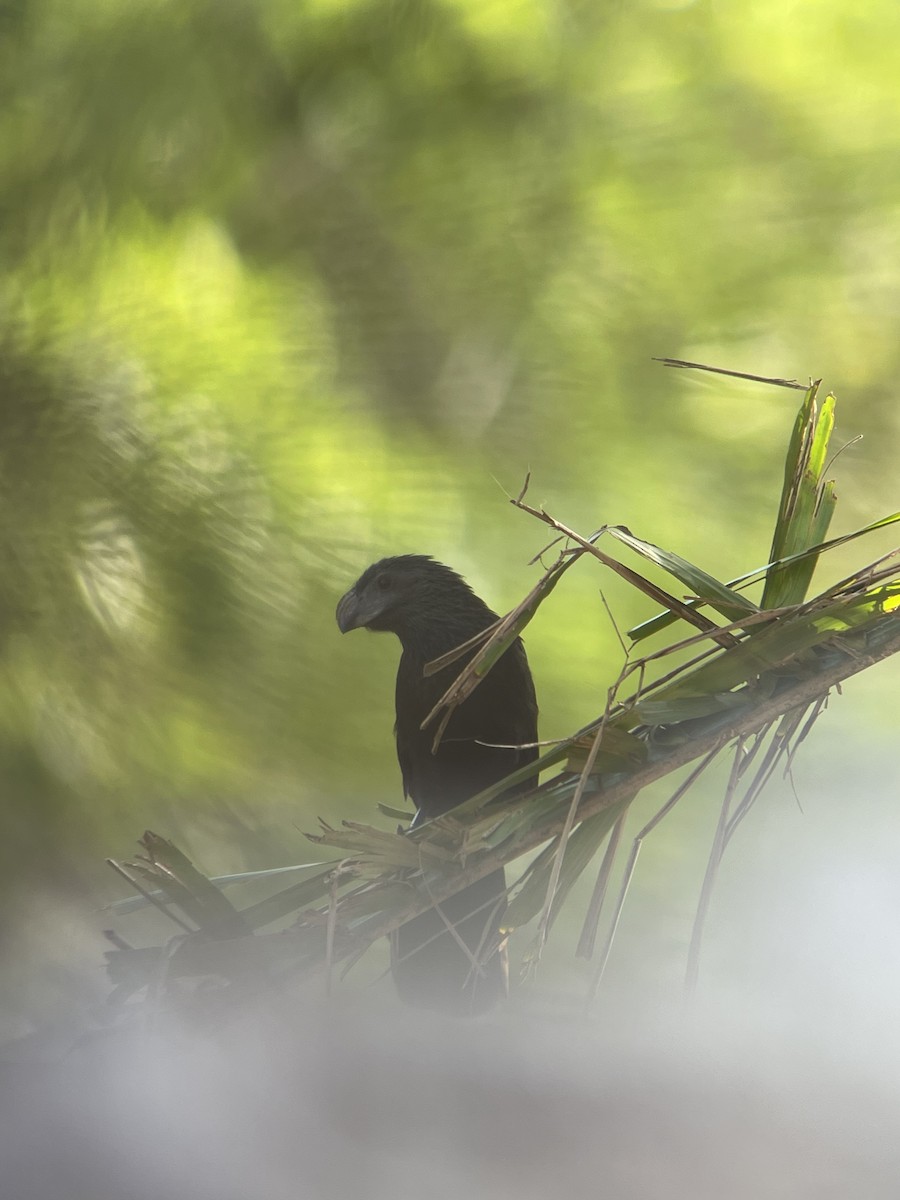 Groove-billed Ani - ML620300624