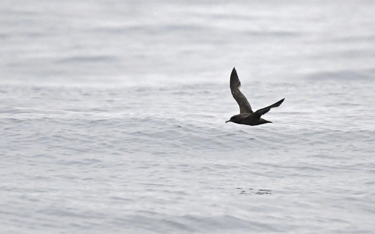 Sooty Shearwater - ML620300627