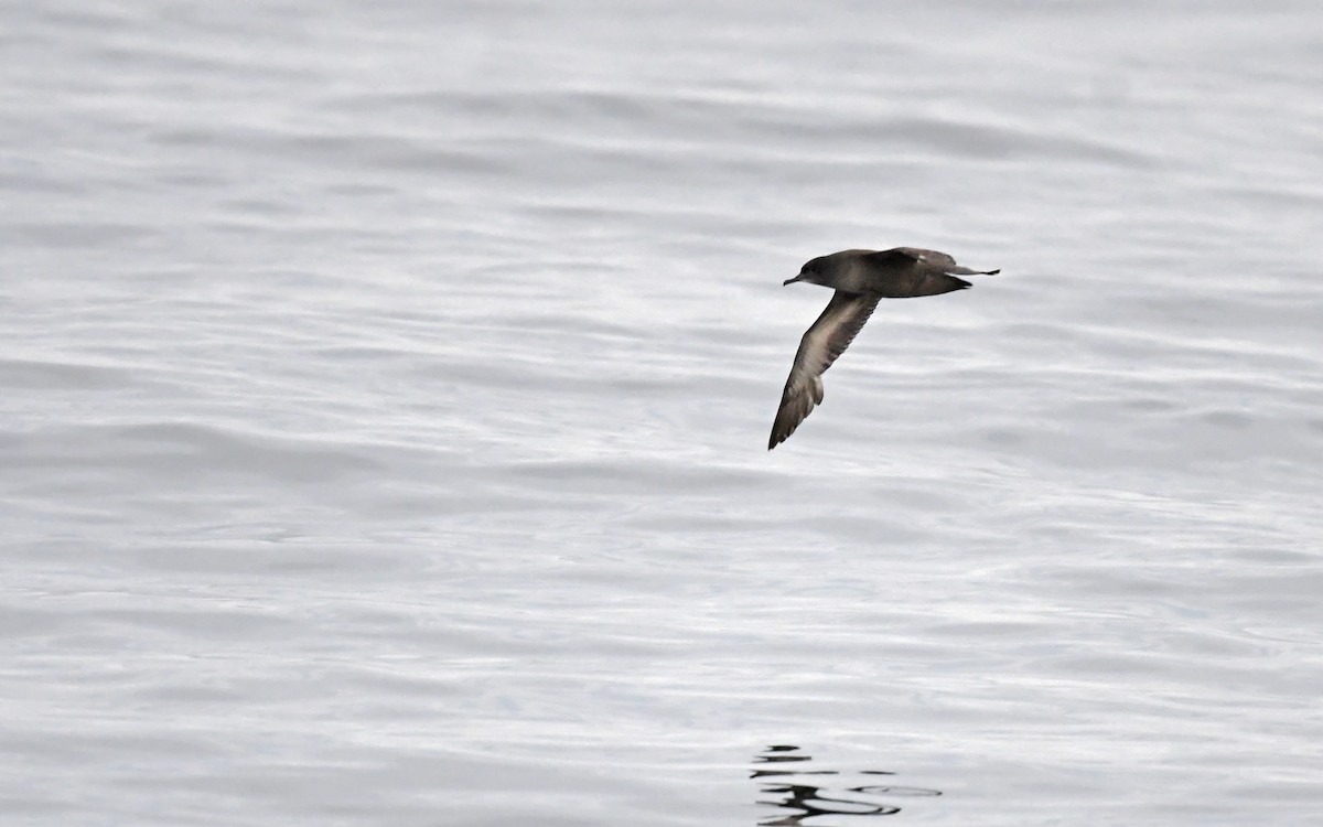 Sooty Shearwater - ML620300635