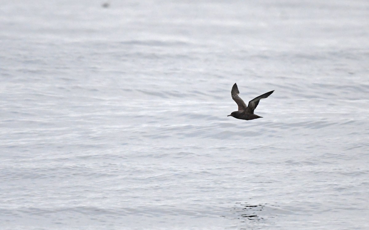 Sooty Shearwater - ML620300645