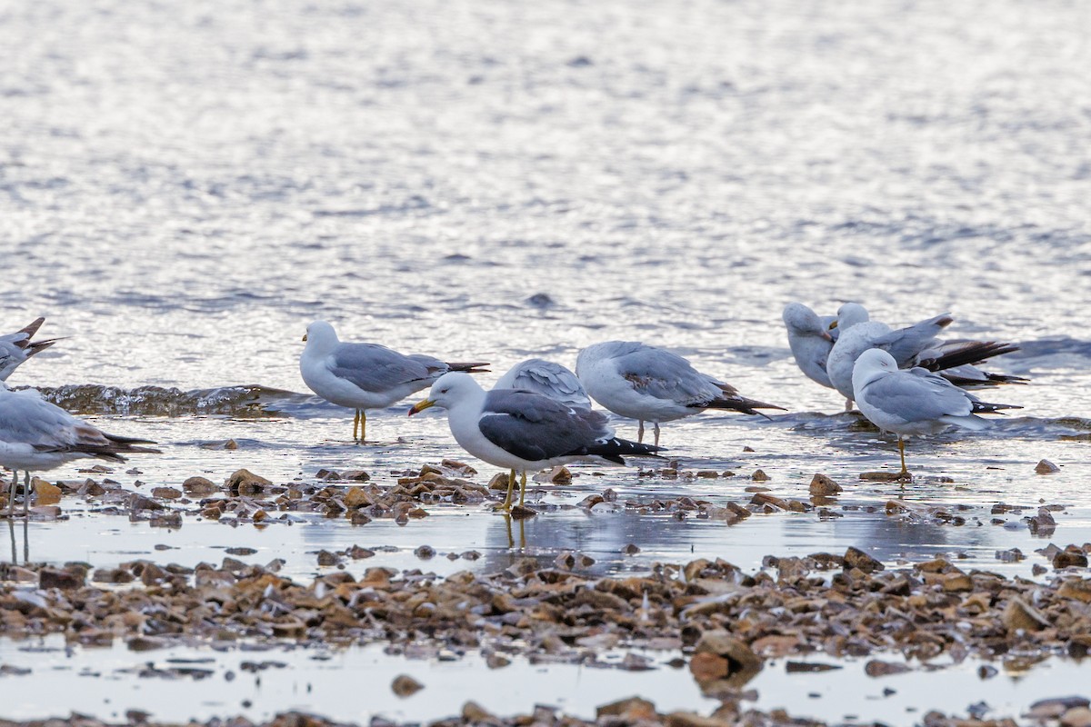 Black-tailed Gull - ML620300646