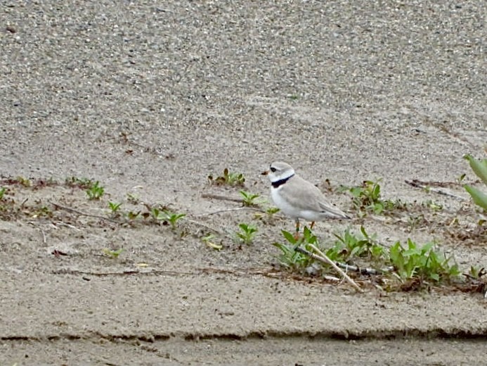 Piping Plover - ML620300650