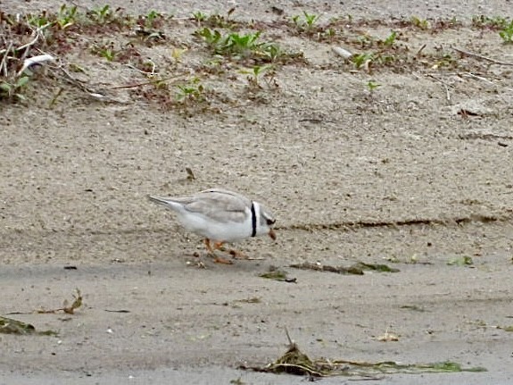 Piping Plover - ML620300651