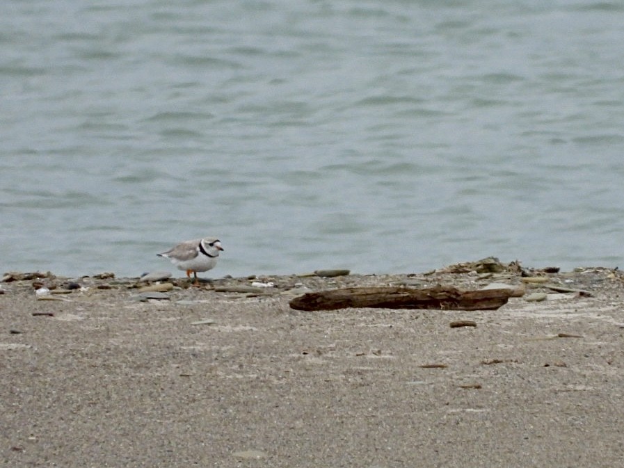 Piping Plover - ML620300652