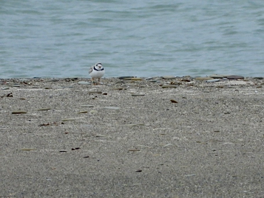 Piping Plover - ML620300653